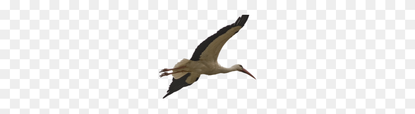 228x171 Animals Archives - Stork PNG