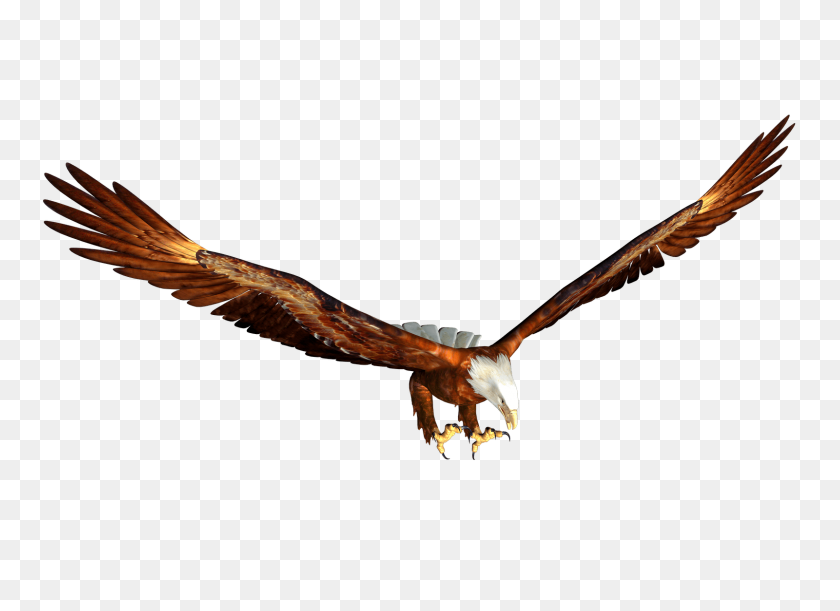 1600x1131 Animated Bald Eagle Hunting Png Image - Bald Eagle PNG