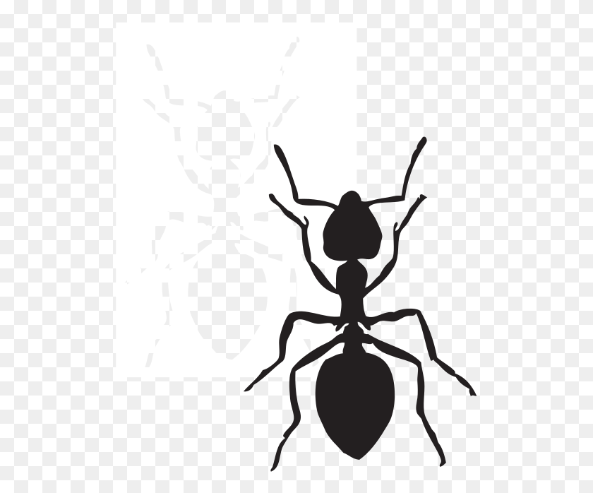 512x638 Hormiga Clipart - Beetle Clipart Blanco Y Negro