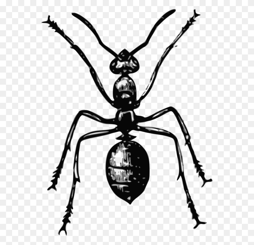 566x750 Ant Insect La Vie Des Fourmis Drawing Mosquito - Mosquito Clipart Free