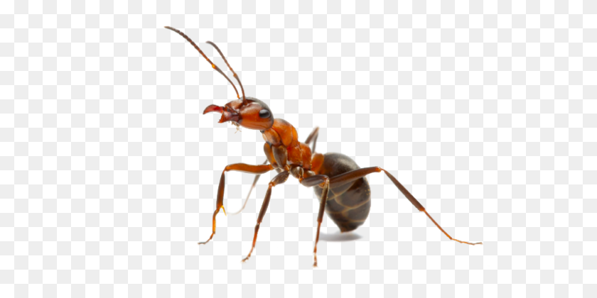 540x360 Ant Png - Ant PNG