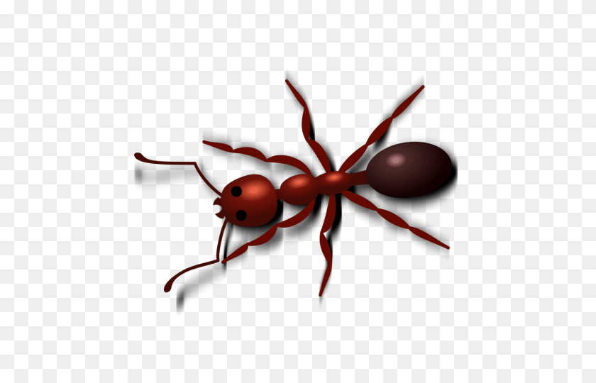 480x480 Ant Png - Ant PNG