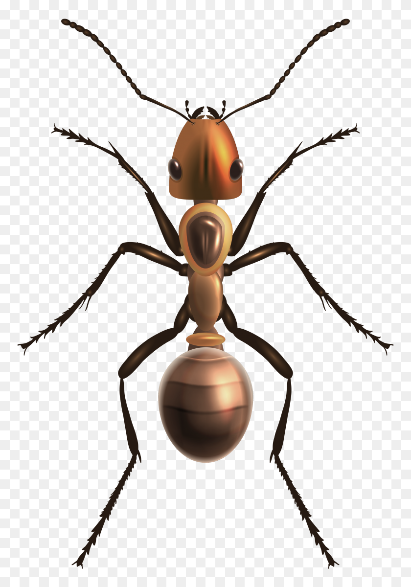 3462x5063 Ant Png Clip Art - Termite Clipart