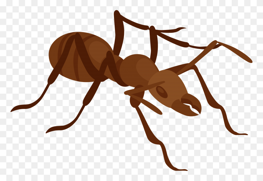 8000x5335 Ant Png Clip Art - Ant Clipart