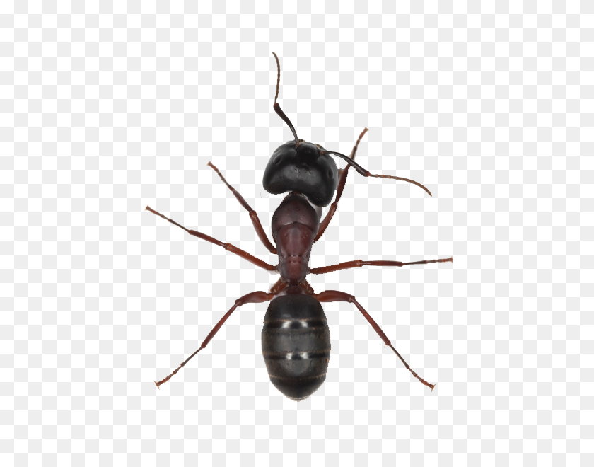 600x600 Ant Png Image - Ant PNG