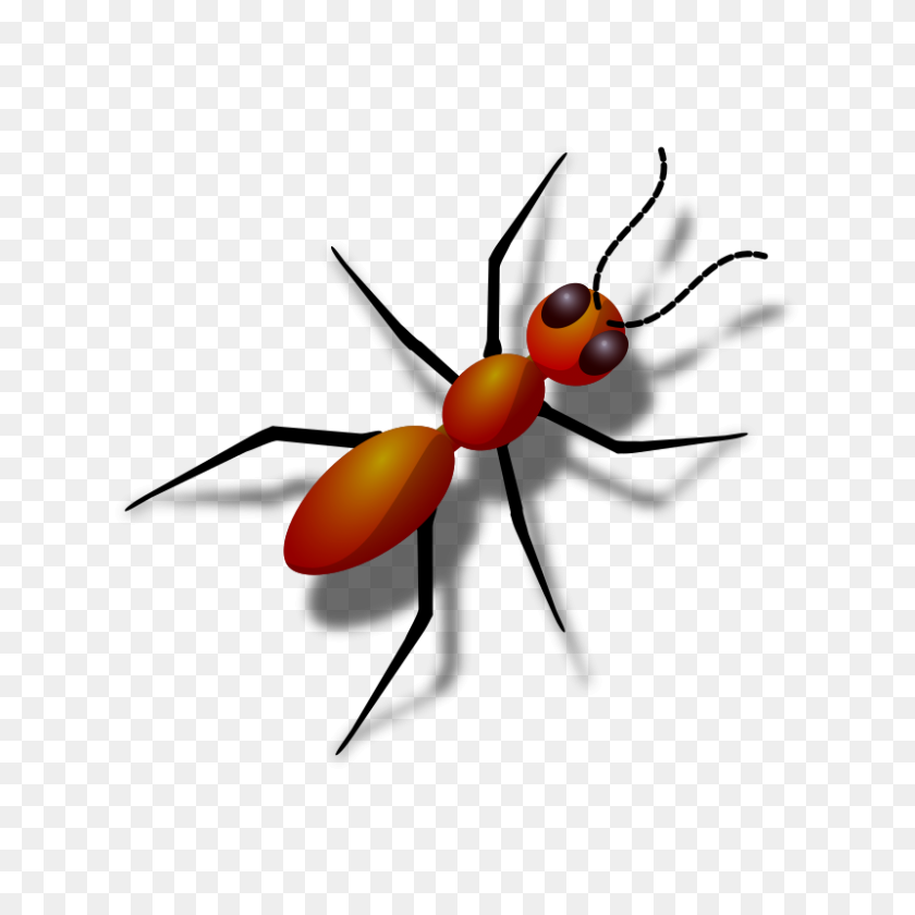 800x800 Ant Png Images Transparent Free Download - Ant PNG