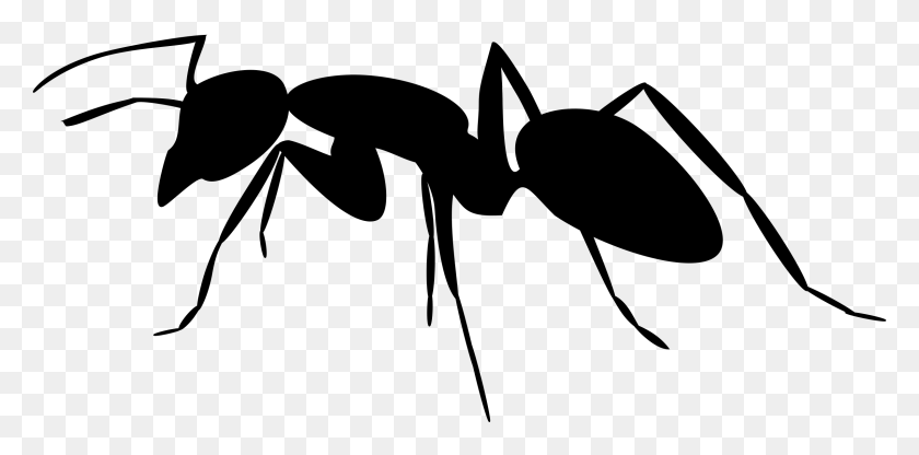 2400x1097 Ant Silhouette Icons Png - Ant PNG