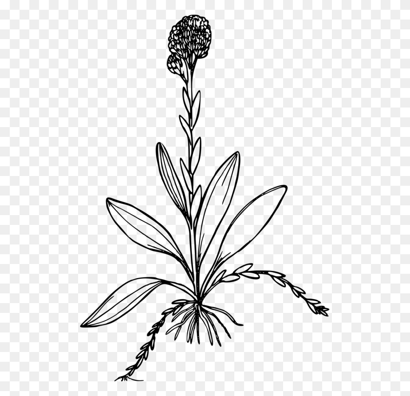 511x750 Antennaria Corymbosa Computer Icons Drawing Plants Black And White - Plant Black And White Clipart