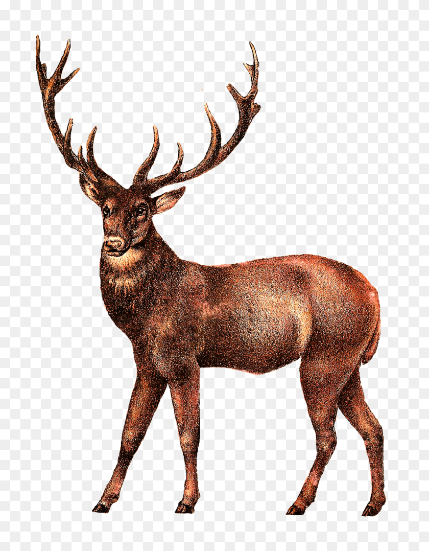 1225x1600 Antique Deer Image Transparent Png - Deer PNG
