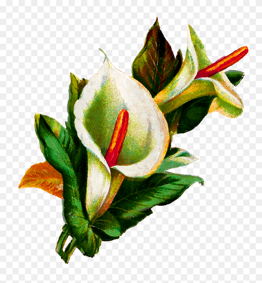 1470x1600 Античные Изображения Каллы Цветок Лилии Цифровой Клипарт Ботанический - Ботанический Клипарт