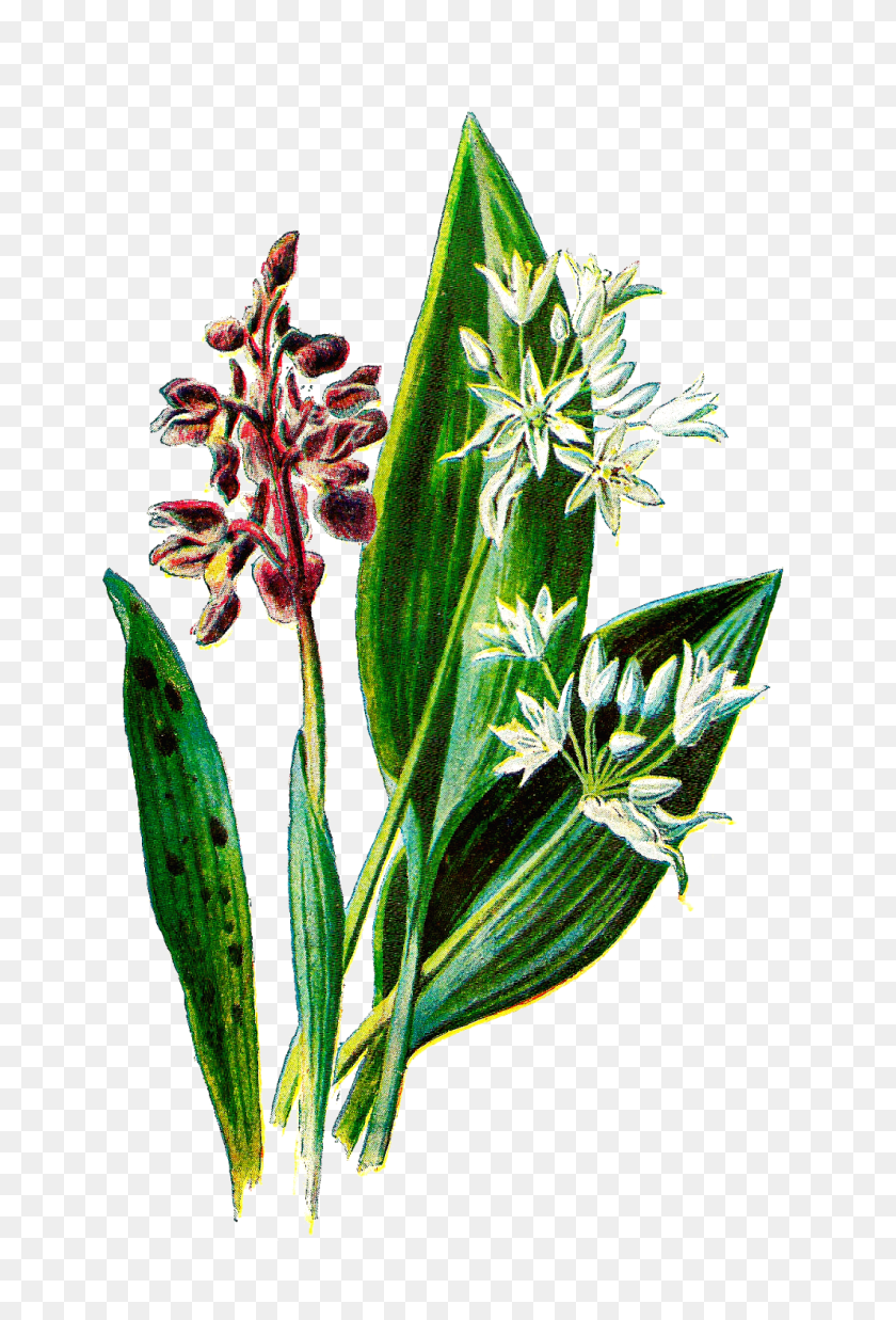 1060x1600 Античные Изображения Цифровой Ботанический Цветок Скачать Полевой Цветок - Полевые Цветы Png