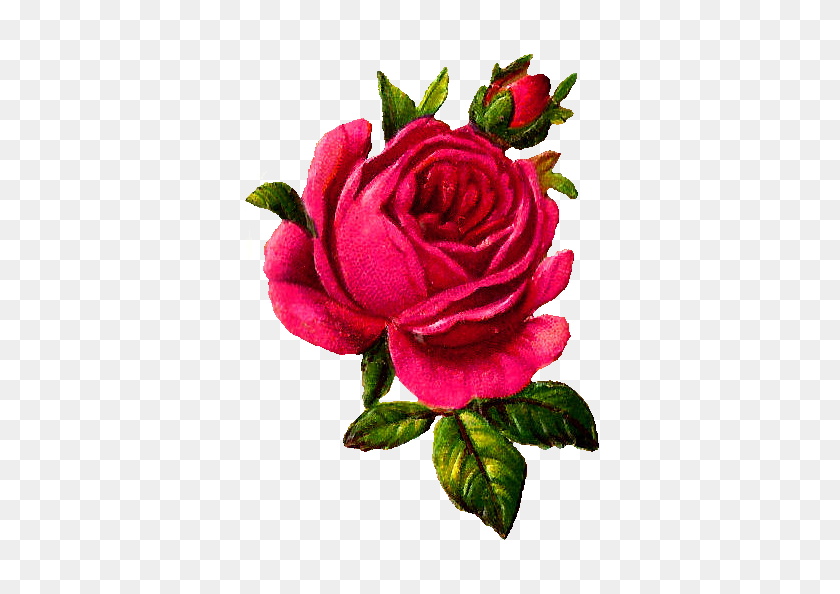 414x534 Antique Images Digital Pink Rose Download Flower Botanical Art - Pink Rose PNG