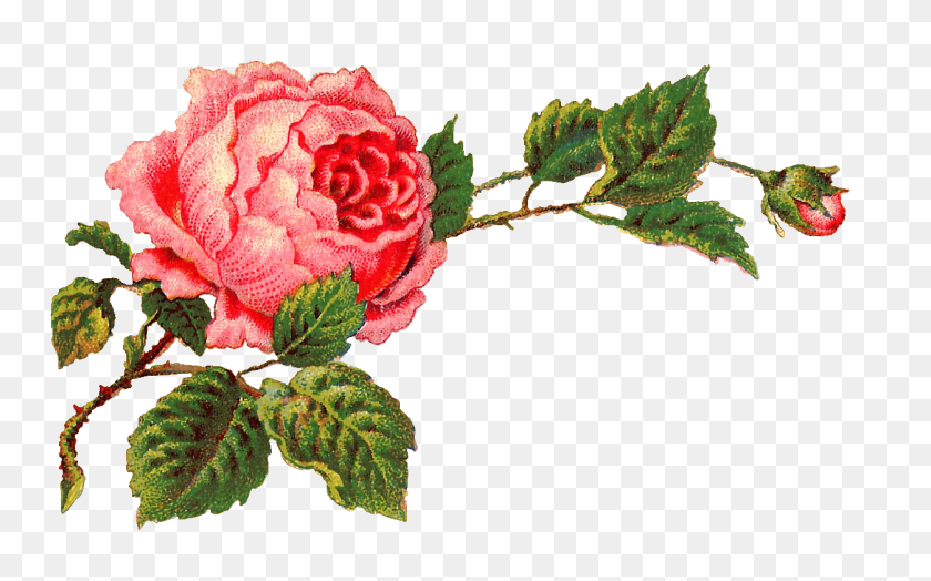 1252x745 Старинные Изображения Цифровая Роза Бумага Искусство Цветы - Роза Клипарт Прозрачный Фон
