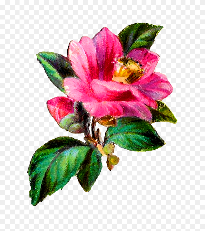 1405x1600 Antique Images Flower Transfer Craft Pink Camellia Botanical - Botanical Clip Art