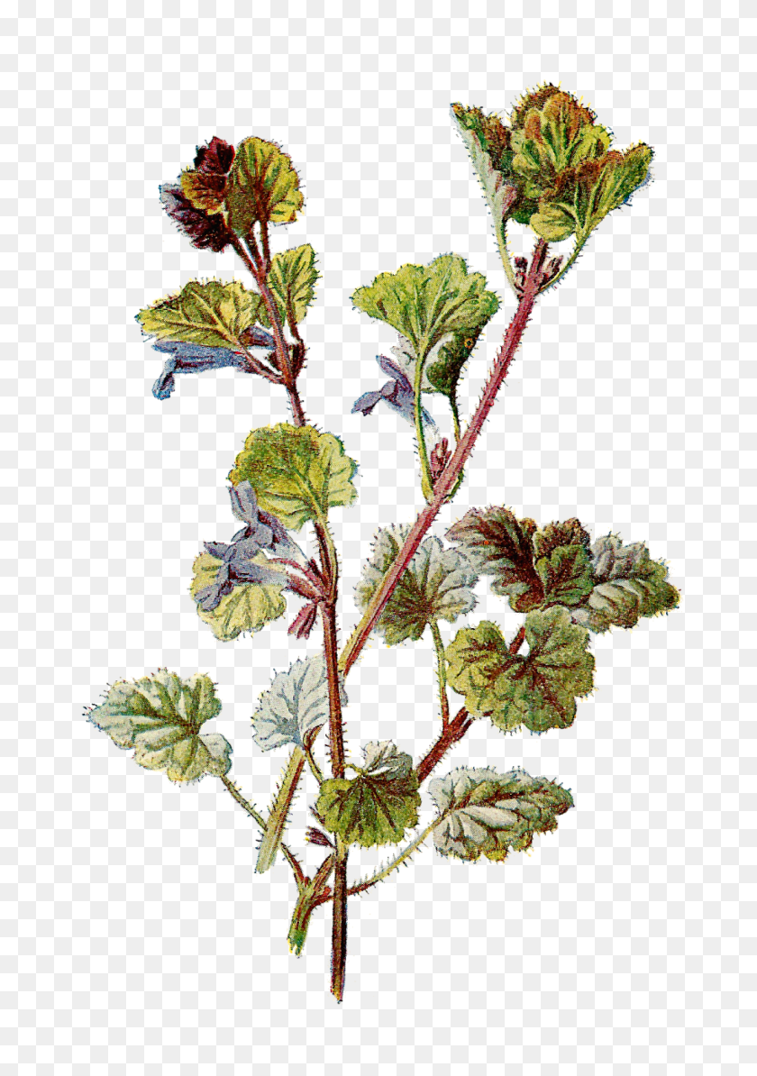 1100x1600 Imágenes Antiguas Gratis Botánico Gráfico Flor Clipart De Hiedra De Tierra - Imágenes Prediseñadas De Flores Silvestres