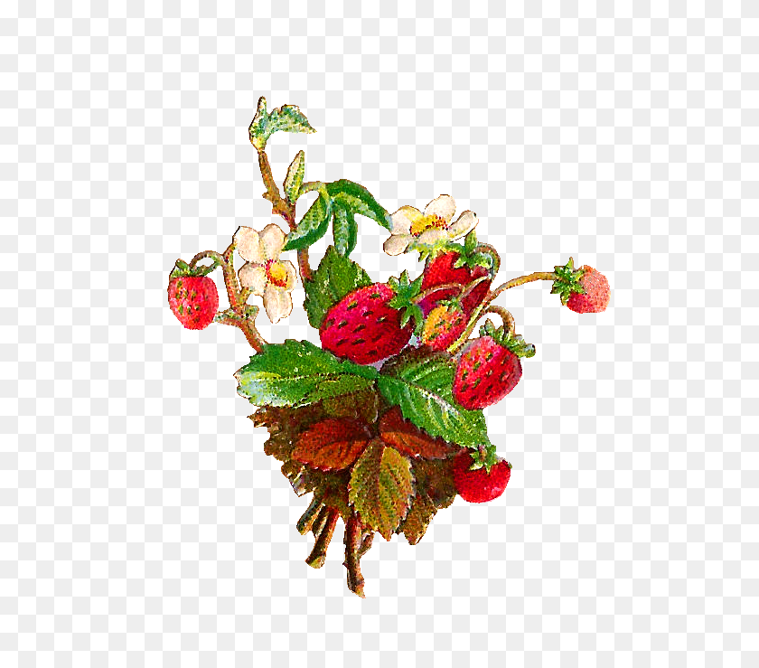629x679 Antique Images Free Fruit Clip Art Strawberries And Strawberry - Strawberry Jam Clipart