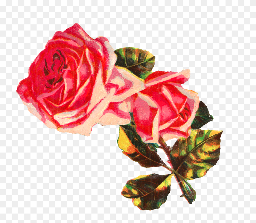 1500x1291 Античные Изображения Бесплатно Потертый Шик Розовая Роза Изображение Картинки - Потертый Шик Клипарт