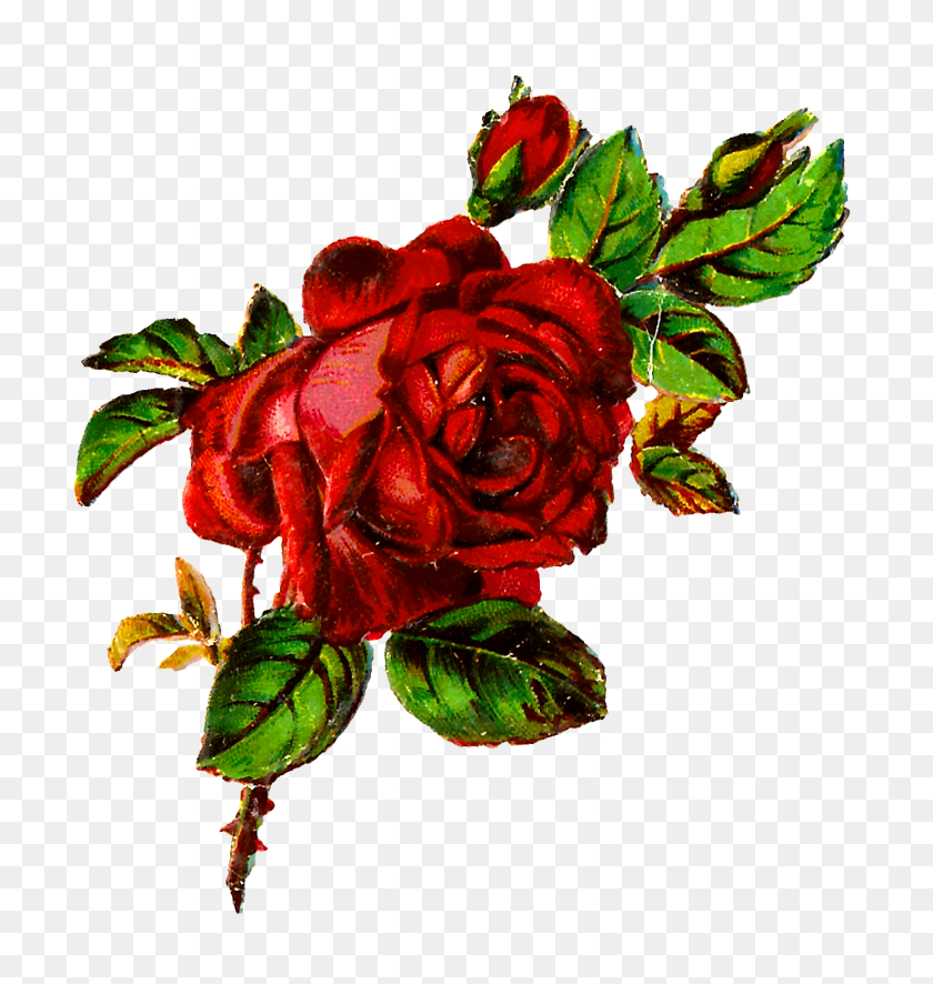 1500x1590 Античные Изображения Бесплатно Потертый Шик Красная Роза Изображение Гранж Ботанический - Потертый Шик Клипарт