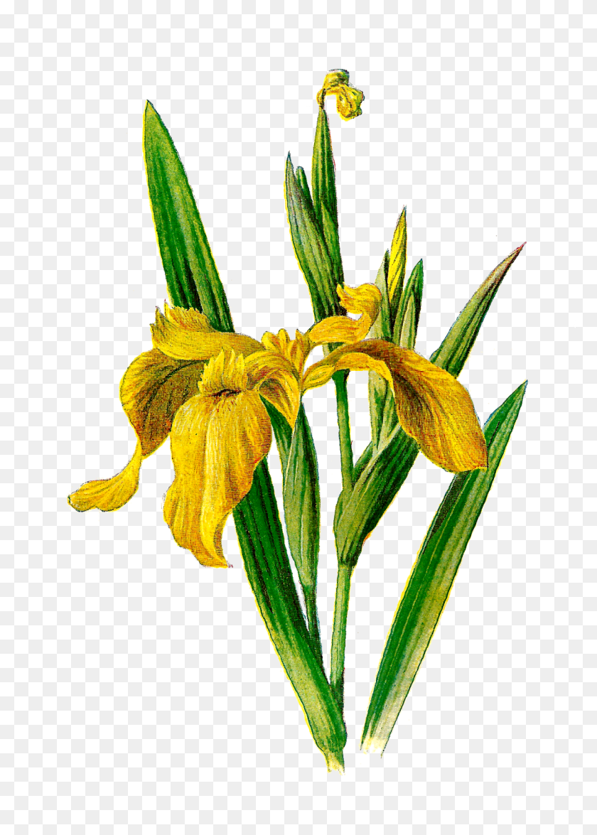 1119x1600 Antique Images Printable Flower Clip Art Wildflower Yellow Iris - Wildflower Clipart