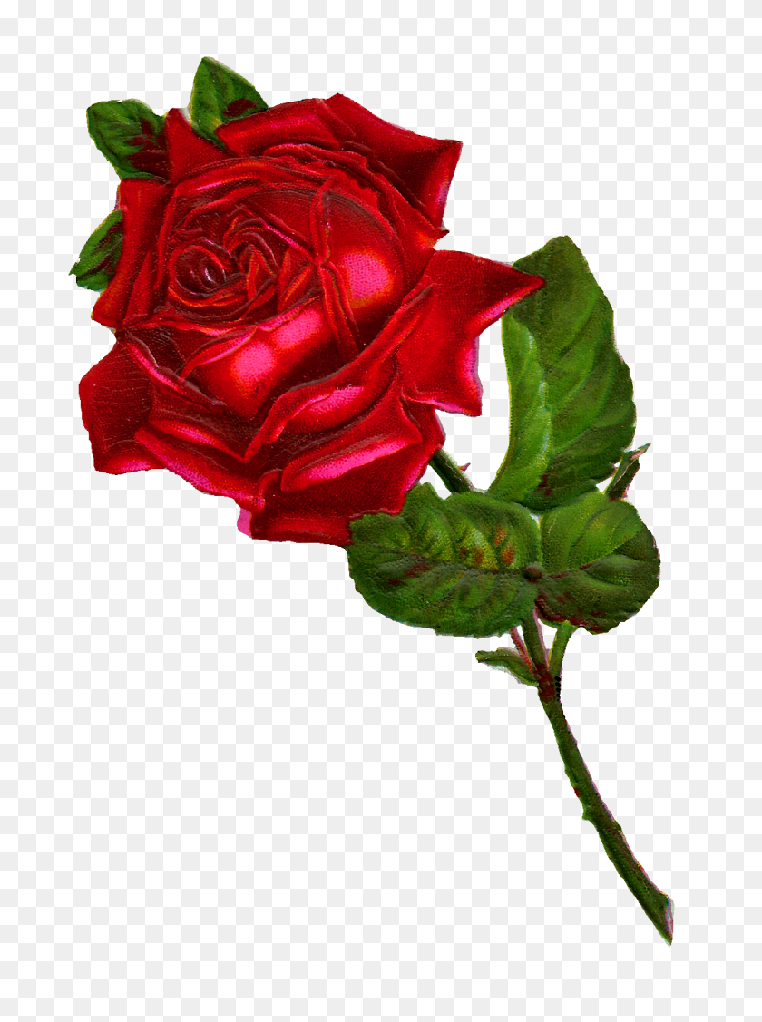 1127x1542 Antique Images Stock Red Rose Digital Clip Art - Vintage Flower PNG