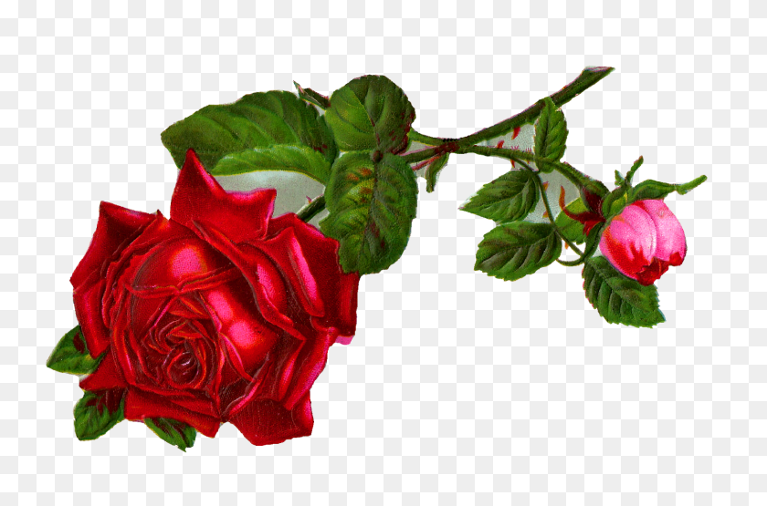 Античные изображения Stock Red Rose Digital Clip Art - Vintage Rose Clipart