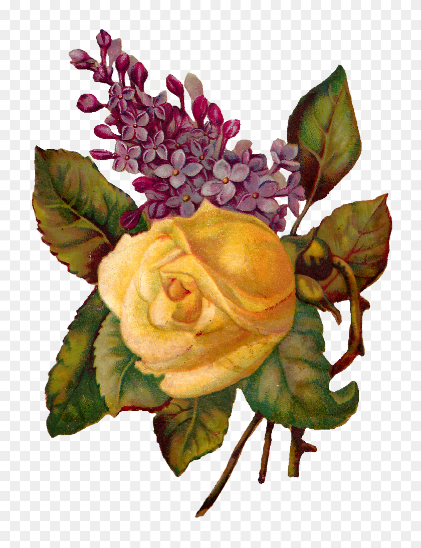 1013x1343 Antique Images Stock Rose Wisteria Image Printable Flower - Глициния Клипарт