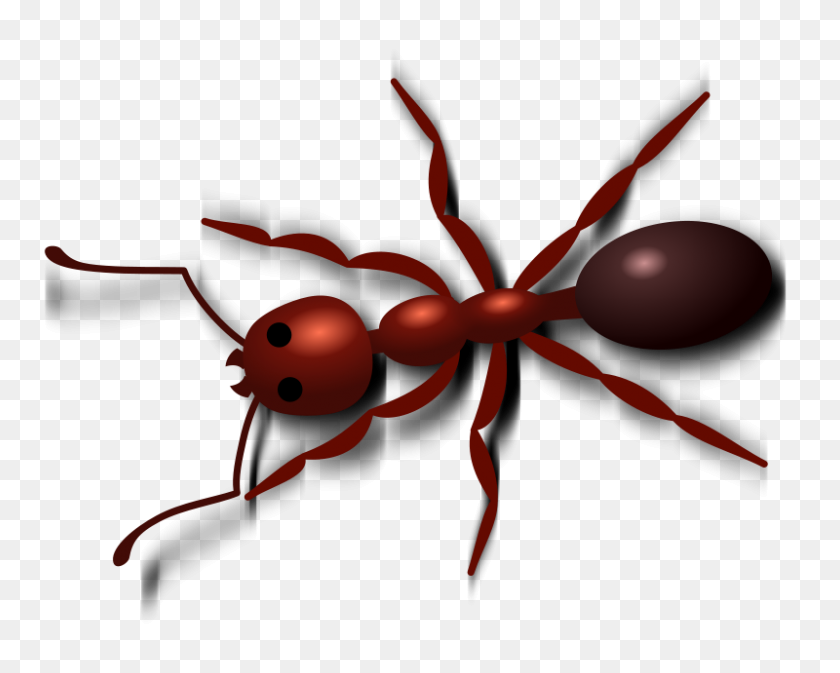 800x629 Hormigas Clipart Line Clipart - Line Of Ants Clipart