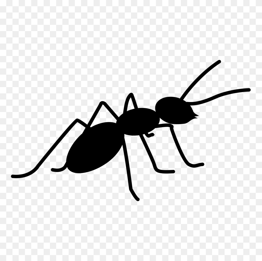 2000x2000 Ants Png Web Icons Png - Ant PNG