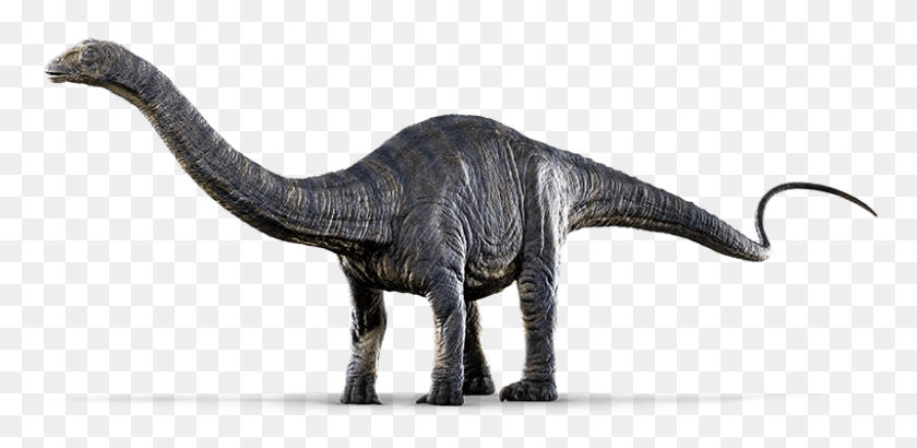 800x359 Apatosaurus Sp - Бронтозавр Png