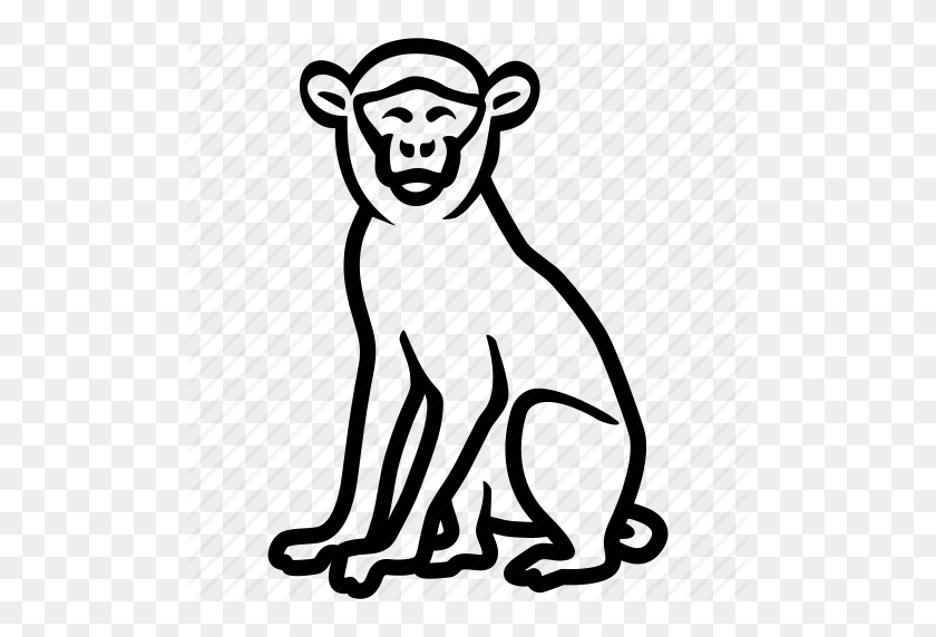 512x512 Ape, Baboon, Macaque, Monkey, Primate Icon - Ape PNG