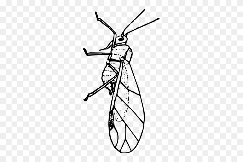 265x500 Aphid Image - Lice Clipart