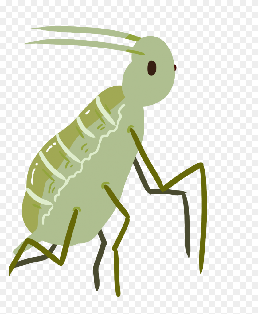 1025x1266 Aphids Clipart Gallery Images - Lice Clipart