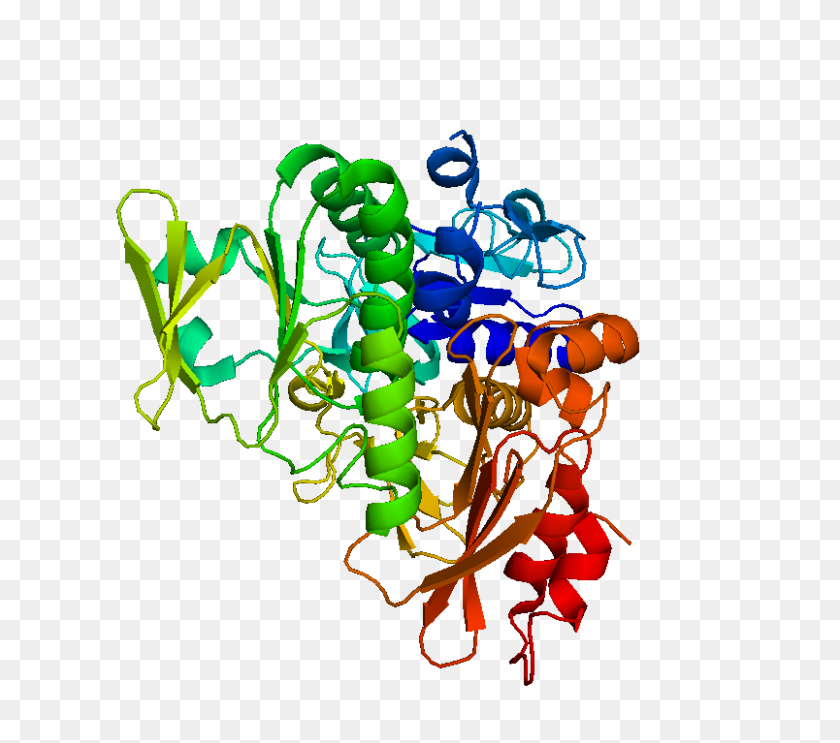 804x705 Apoptosis Inducing Factor - Mitochondria PNG