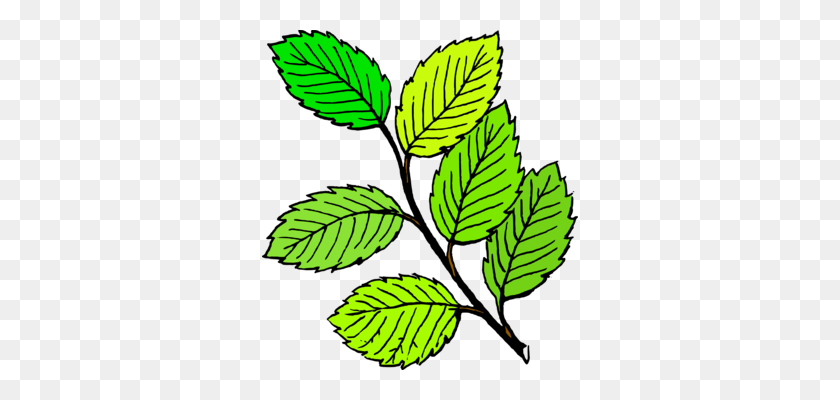 316x340 Apple Mint Mint Leaf Peppermint Drawing - Plant With Roots Clipart