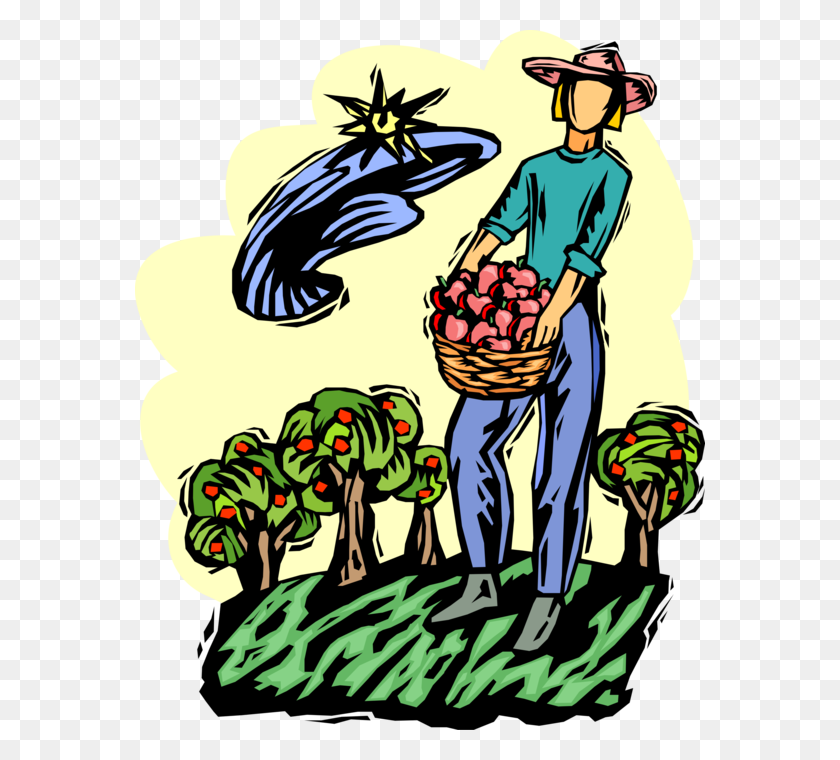 570x700 Apple Orchard Harvest Worker - Apple Orchard Clipart