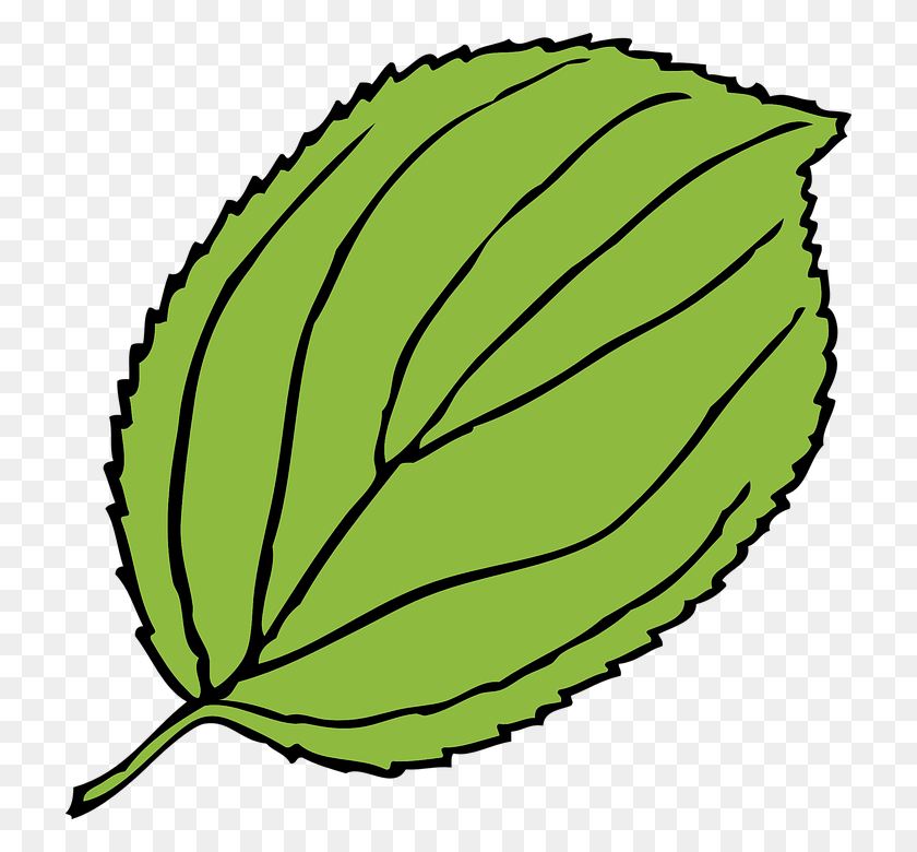 720x720 Apple Tree Leaves Clipart Free Clip Art Images - Rotten Apple Clipart
