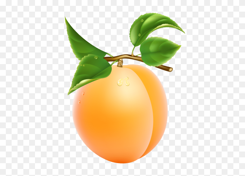 480x544 Apricot Png - Fruit Tree PNG