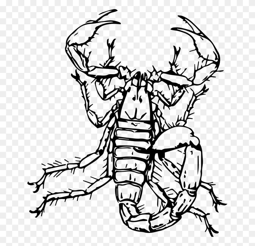 659x750 Arabian Fat Tailed Scorpion Drawing Insect Download Free - Scorpion Clipart
