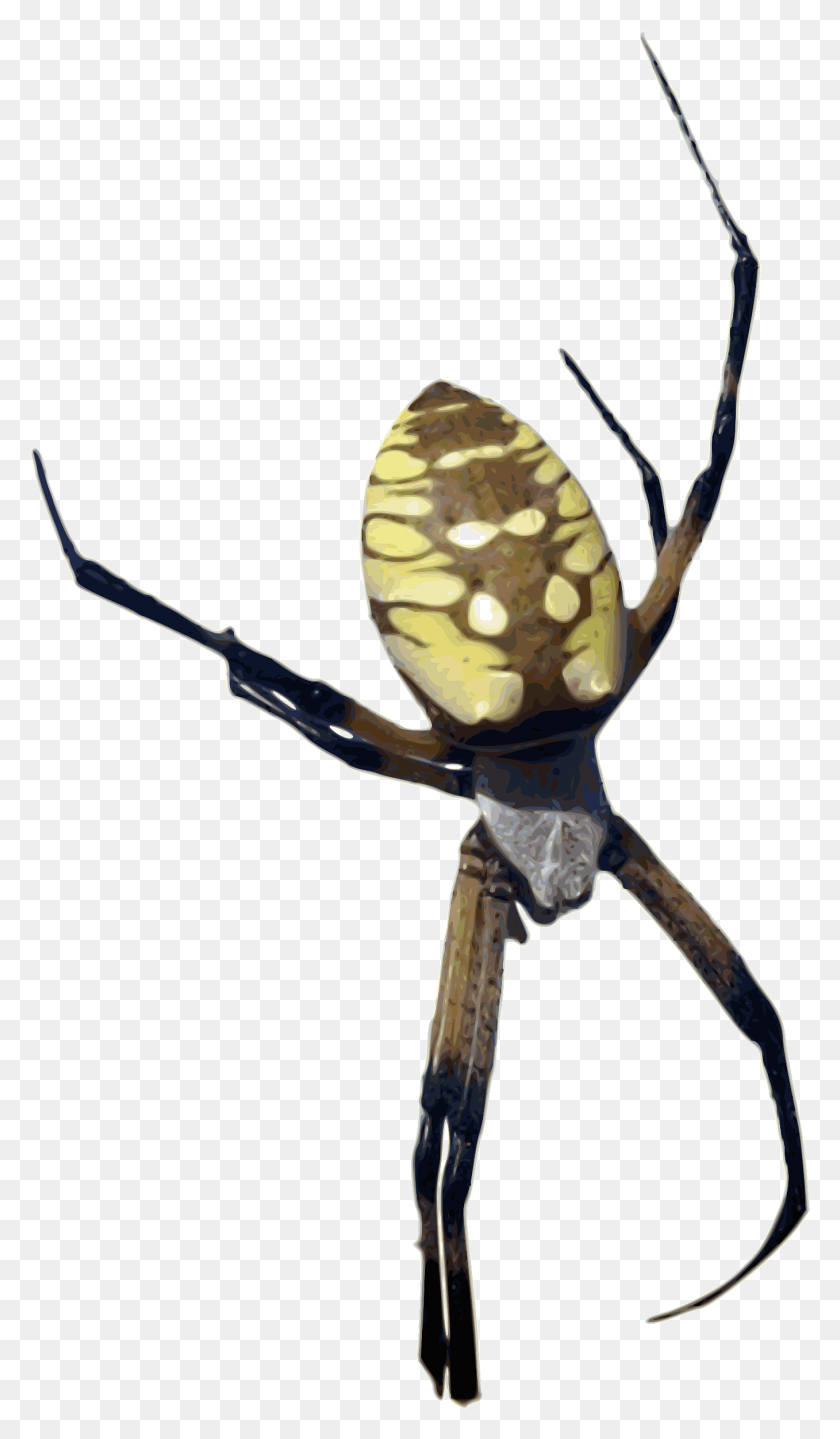 1357x2400 Arachnid Clipart Colorful - Banana Clipart Transparent