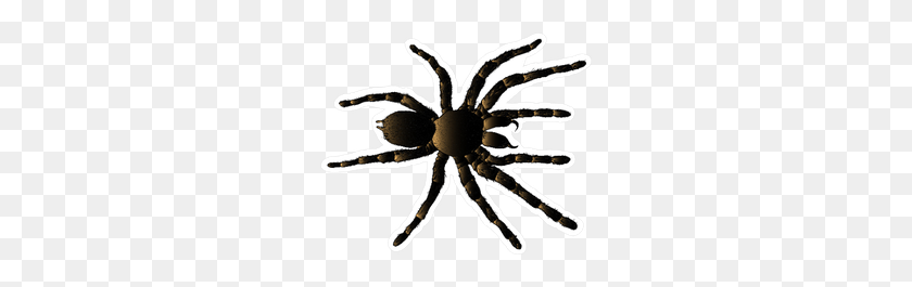 250x205 Arachnid Spider Tarantula Sticker - Tarantula PNG