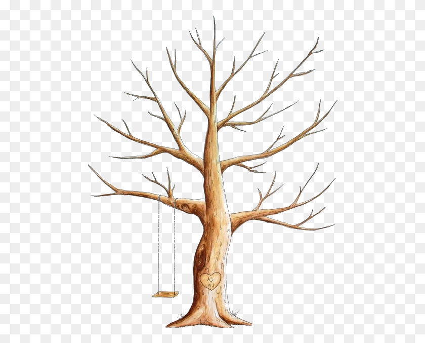494x617 Arbres - Family Tree PNG