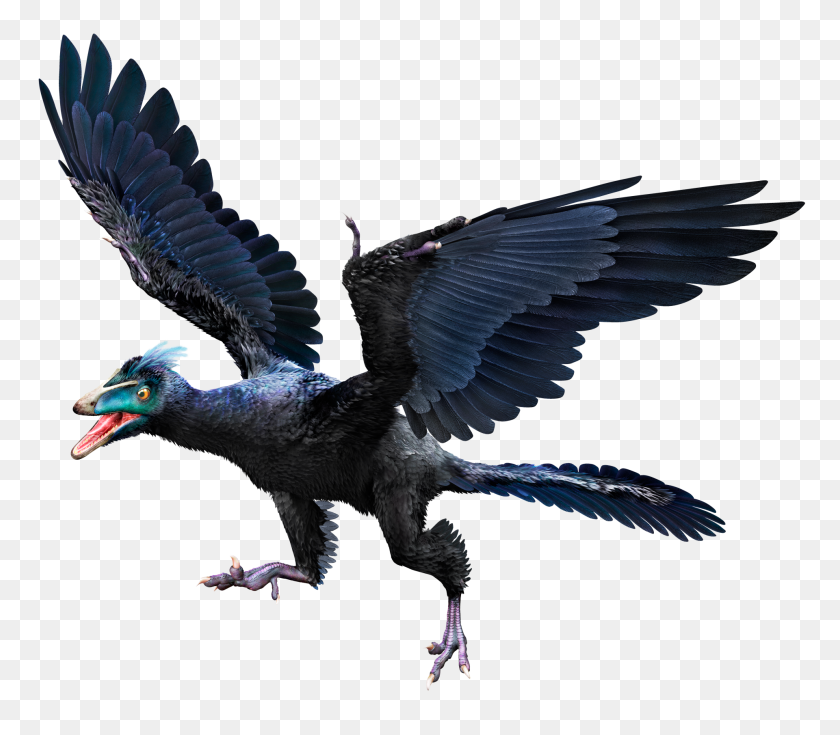 1920x1663 Archaeopteryx Archaeopteryx Facts Dk Find Out - Bird Wings PNG
