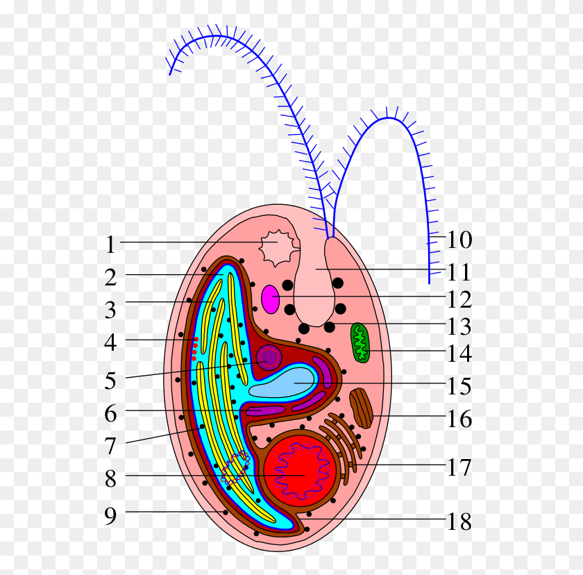 546x768 Archivocryptophyta Cell Scheme - Golgi Apparatus Clipart