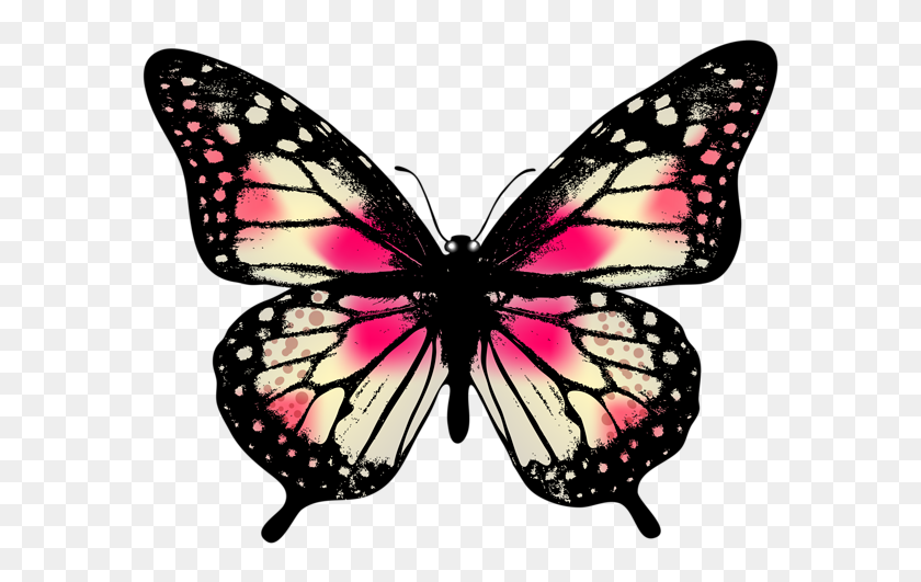 600x471 Art And Inspiration - Real Butterfly PNG