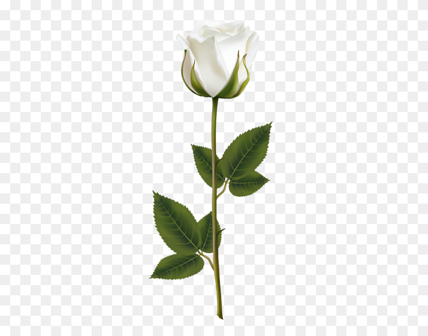272x600 Искусство, Я Люблю Белые Розы, Цветы - Роза Png Прозрачная
