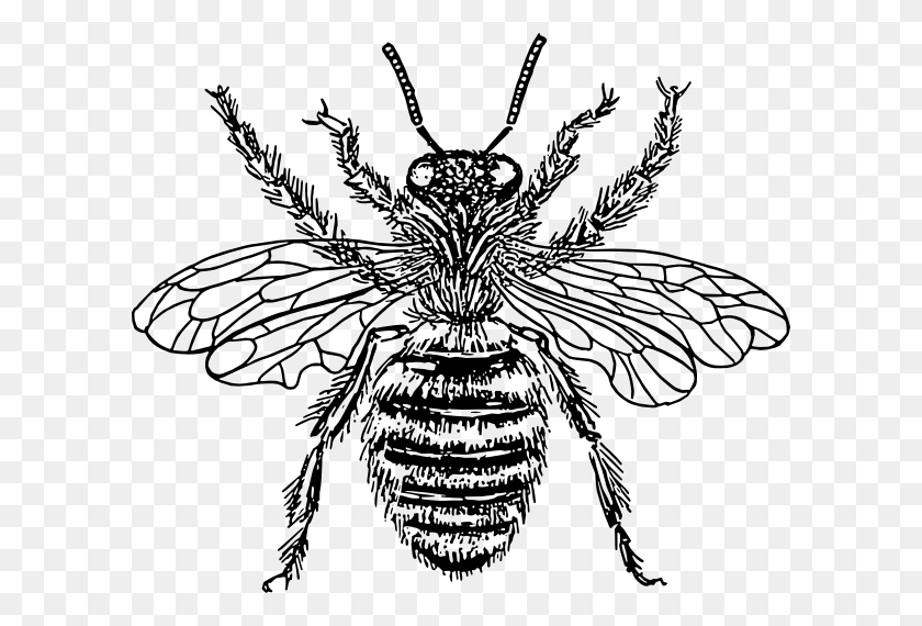 600x510 Art On Bees Abeja Clipart - Sandpiper Clipart
