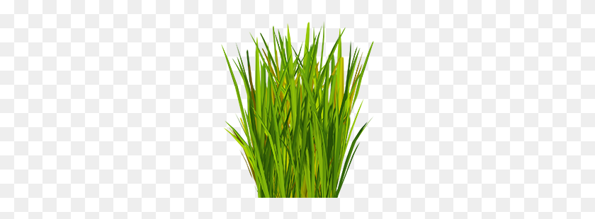 216x250 Artificial Grass Suppliers Uk - Tall Grass PNG