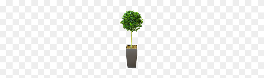 240x190 Artificial Trees, Topiary And Outdoor Plants From Evergreen Direct - Topiary PNG