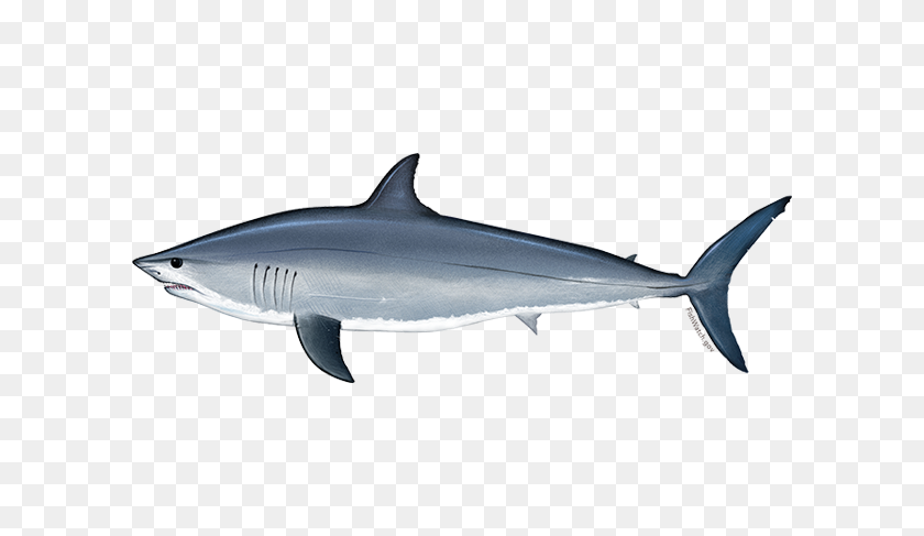 640x427 Atlántico, Tiburón Marrajo Dientuso Noaa Fisheries - Tiburón Ballena Png