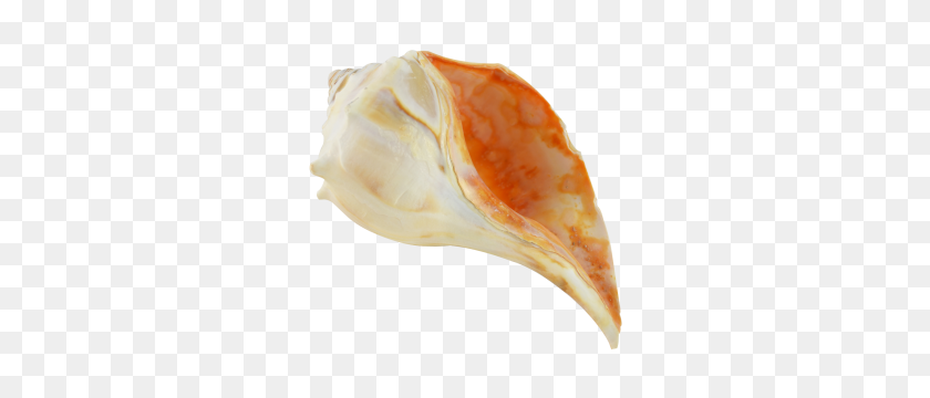 300x300 Atlantic Whelk Decorative Shell - Conch PNG
